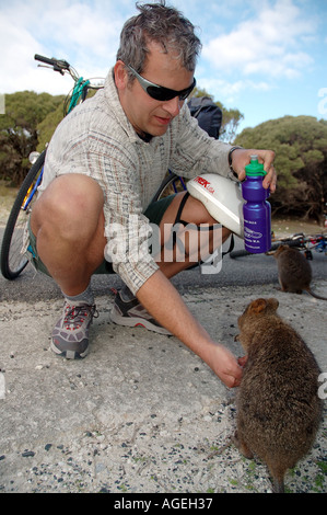 Ciclo di offerta turistica quokka Setonix brachyurus una bevanda di acqua Rottnest Island Western Australia MR Foto Stock