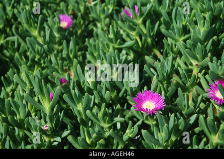 Pigface Carpobrotus virescens un succulento coastal pianta originaria dell Australia Occidentale Foto Stock