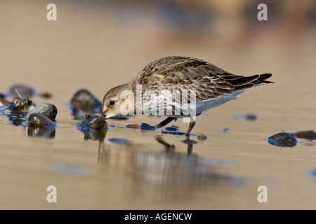 Dunlin Calidris alpina alimentando in piscina sulla spiaggia Salthouse Norfolk Foto Stock