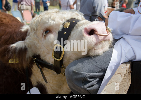 Gentile bull con la sua testa in appoggio su una gamba farmhands a uno spettacolo agricolo nello Yorkshire Inghilterra Foto Stock