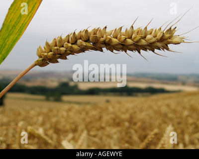 Una spiga di grano cresce ad appendere Houghton Northants REGNO UNITO Foto Stock