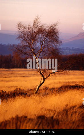 Albero sulla brughiera al tramonto del Peak District Derbyshire Foto Stock