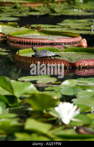 Piccola tartaruga in acqua calda stagno su Spa Island, Piestany, a ovest della Slovacchia Foto Stock