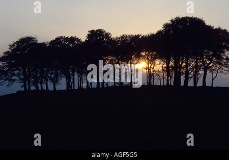 Tramonto dietro grumo di alberi Kilmacolm Foto Stock