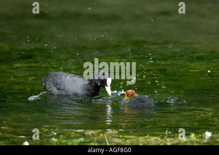 La folaga fulica atra uccidendo il cibo prima di alimentare chick DERBYSHIRE REGNO UNITO Foto Stock