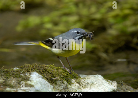 Gray Wagtail Motacilla cinerea DERBYSHIRE REGNO UNITO maschio con becco pieno di cibo Foto Stock