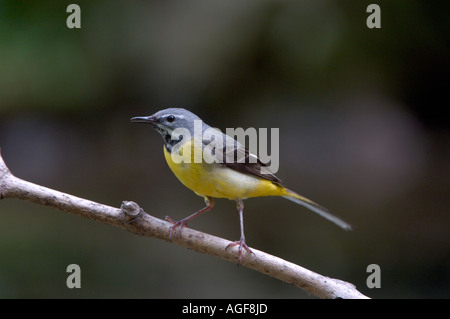 Gray Wagtail Motacilla cinerea DERBYSHIRE REGNO UNITO maschio arroccato su ramoscello Foto Stock