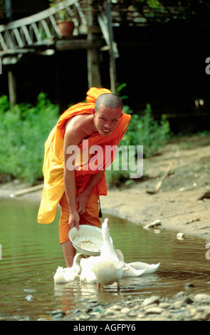 Monaco buddista di anatre di alimentazione, Chang Rai, Thailandia Foto Stock