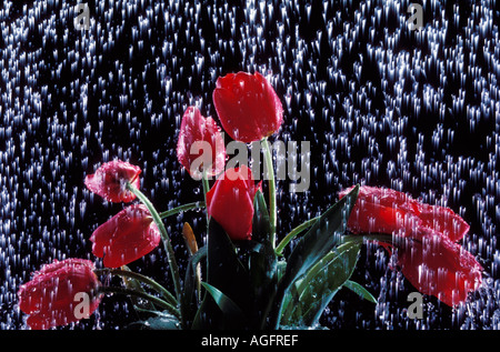 Tulipani rossi sotto la pioggia Foto Stock