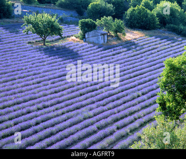 FR - Provence: Campo di lavanda nei pressi di Sault Foto Stock