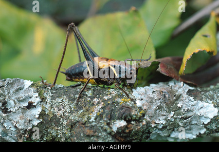 Alpine bushcricket scuro (Pholidoptera aptera), maschio, in Italia, in Liguria Foto Stock