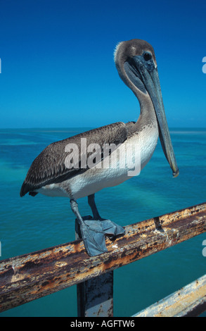 Pellicano marrone (Pelecanus occidentalis), in piedi su una balaustra, STATI UNITI D'AMERICA, Florida, Keystone Foto Stock