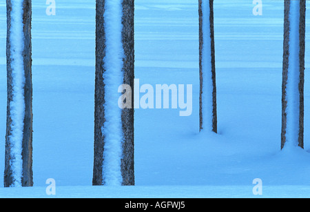 Pino nero, Lodgepole pino, shore pine (Pinus contorta), rivestito di neve Lodgepole pino dopo la nevicata, STATI UNITI D'AMERICA, Wyoming Yellowst Foto Stock