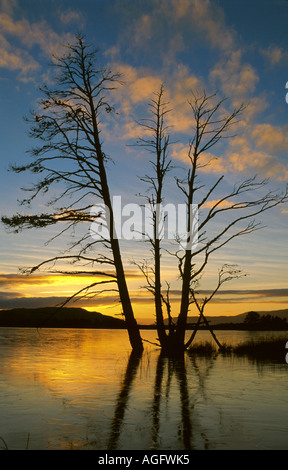 Pino silvestre, pino silvestre (Pinus sylvestris), stagliano fiery tramonto in inverno, Regno Unito, Scozia, altopiani, Strat Foto Stock