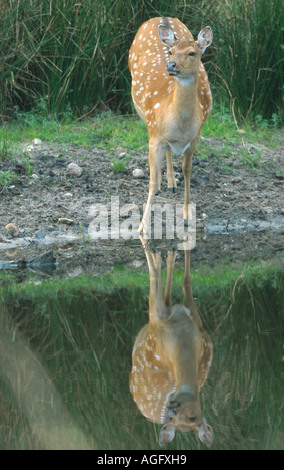 Sika cervo (Cervus nippon), hind con immagine dello specchio di riflessione, Germania, Schleswig-Holstein, distretto di Steinburg Foto Stock