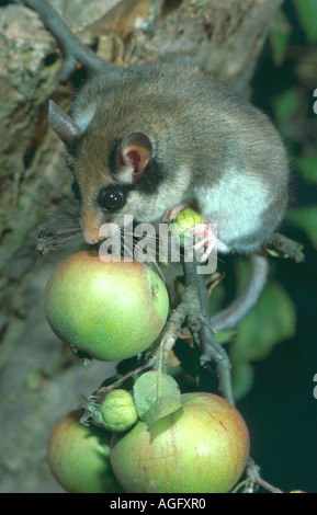 Quercino (Eliomys quercinus), seduta in un albero di mele, Germania Foto Stock