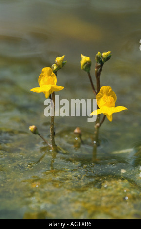 Western bladderwort (Utricularia australis), due blomms nell'acqua, Germania Foto Stock