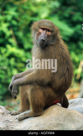 Hamadryas babbuino, sacro babbuino (Papio hamadryas), seduta su pietra, Africa Foto Stock