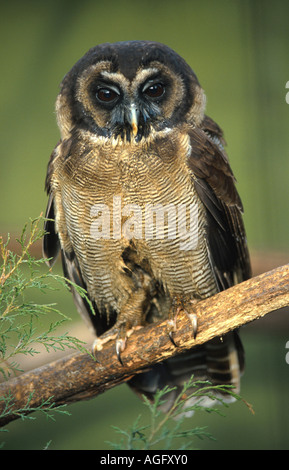 Legno marrone allocco (Strix leptogrammica), seduto su un ramo, Indonesia, Borneo Foto Stock