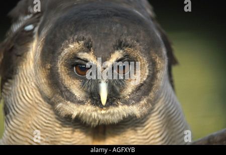 Legno marrone allocco (Strix leptogrammica), Indonesia, Borneo Foto Stock