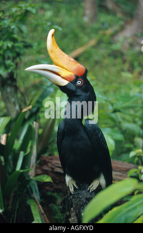 Grande hornbill indiano (Buceros simum), seduta, Indonesia, Borneo Foto Stock