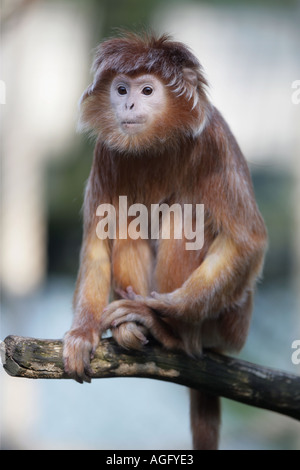 Foglia argentata monkey Presbytis cristata Foto Stock