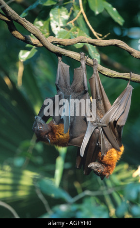 Kalong, battenti cane, largo flying fox (Pteropus vampyrus), due animali appeso sul ramo, probabilmente più grande specie di pipistrelli, Indo Foto Stock