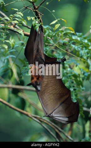 Kalong, battenti cane, largo flying fox (Pteropus vampyrus), un animale si blocca sul ramo, probabilmente la più grande specie di pipistrelli, Indo Foto Stock