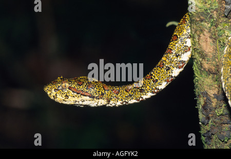 Tintura ciglia vipera cornuta, palm viper, ciglia palm rattlesnakes (Bothrops schlegelii, Bothriechis schlegelii), appeso sul ramo, Foto Stock