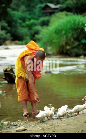 Monaco buddista di anatre di alimentazione, Chang Rai, Thailandia Foto Stock