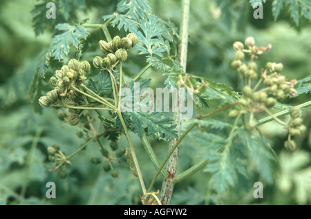 Il veleno la cicuta (Conium maculatum), infrutescence Foto Stock