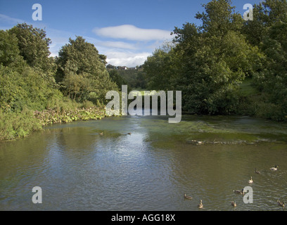 River Wye a Monsal Dale, Derbyshire, Peak District National Park, Inghilterra, Regno Unito Foto Stock