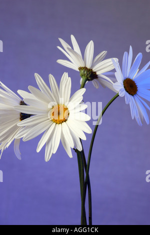 Quattro Marguerites su uno sfondo viola. Foto Stock