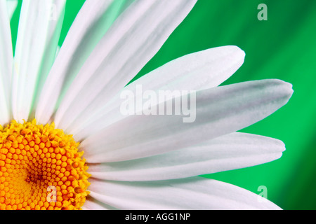 White Marguerite Closeup Foto Stock