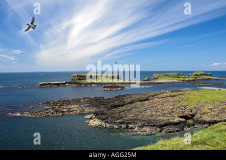 I puffini sul Treshnish Isles Foto Stock