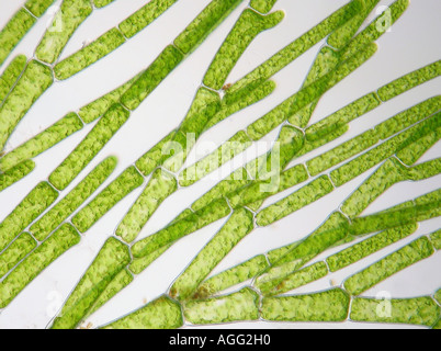 Cladophora glomerata (Cladophora glomerata), in shining-attraverso la luce Foto Stock