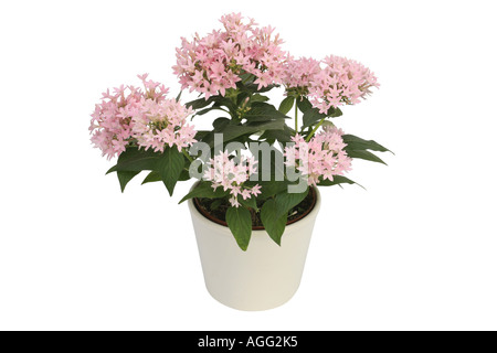Stelle egiziano cluster, Cluster Star (Pentas lanceolata), con fiori di colore rosa in vaso bianco Foto Stock