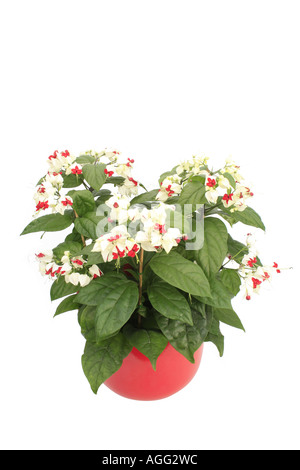 Cuore di spurgo della vigna, spurgo cuore glorybower (Clerodendrum thomsoniae), piante in vaso rosso Foto Stock