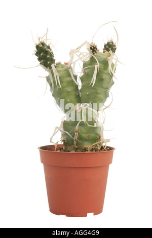 Carta-spined cactus (Tephrocactus articulatus papyracanthus, Opuntia articulata papyracantha), pianta in vaso Foto Stock