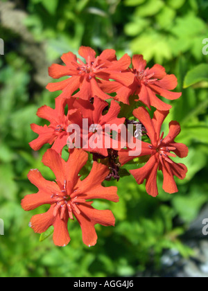 Maltese Cross (Lychnis chalcedonica, Silene chalcedonica), fiori Foto Stock