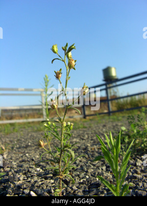 Piccolo toadflax, comune di bocca di leone nani (Chaenorhinum minus, Chaenarhinum meno), la fruttificazione impianto su terreno industriale, Germania, Foto Stock