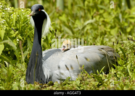 Demoiselle gru (Anthropoides virgo), con pulcino in piumaggio Foto Stock