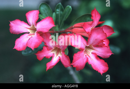 Rosa del Deserto (Adenium obesum), fiori Foto Stock