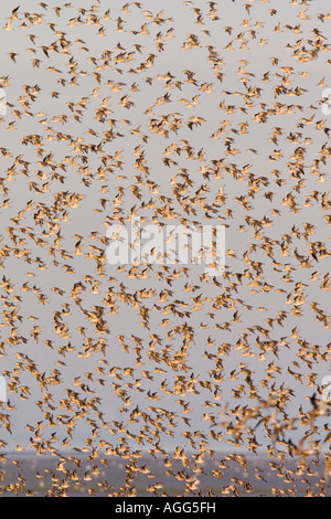Nodo Calidris canutus gregge in volo Snettisham Norfolk Foto Stock
