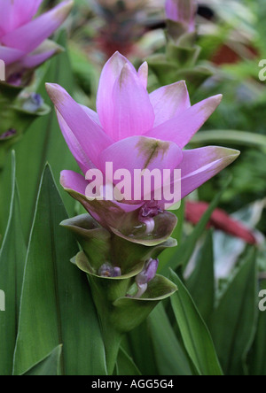 Siam Tulipani (Curcuma alismatifolia, Curcuma zedoaria), infiorescenza Foto Stock