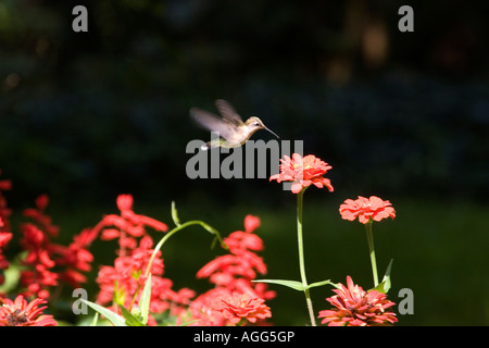 Ruby throated Hummingbird femmina fiore di avvicinamento Foto Stock
