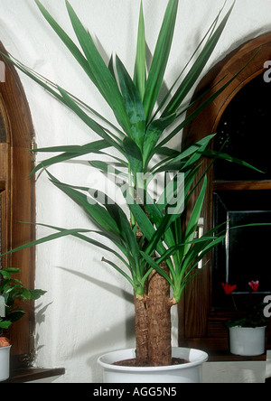 Elephant Yucca (Yucca elephantipes), unico stabilimento in una pentola Foto Stock