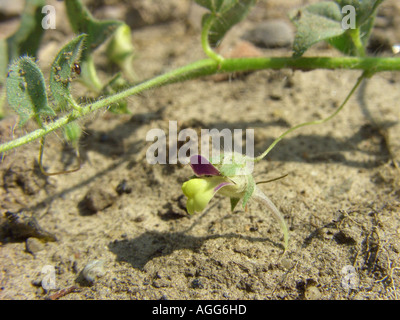 Sharp-lasciava fluellin, sharppoint fluvellin, sharp-punto toadflax (Kickxia elatine), germoglio strisciante con fiore Foto Stock