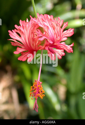 Lanterna giapponese, Giapponese Hibiscus, frange Rosemallow, Coral Hibiscus (Hibiscus schizopetalus), fiore Foto Stock