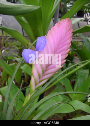 Cappello rosa (Tillandsia cyanea), infiorescenza con un fiore Foto Stock